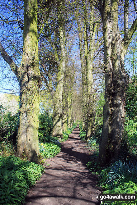 Walk ch161 Great Budworth from Arley Hall - The woodland path out of Great Budworth