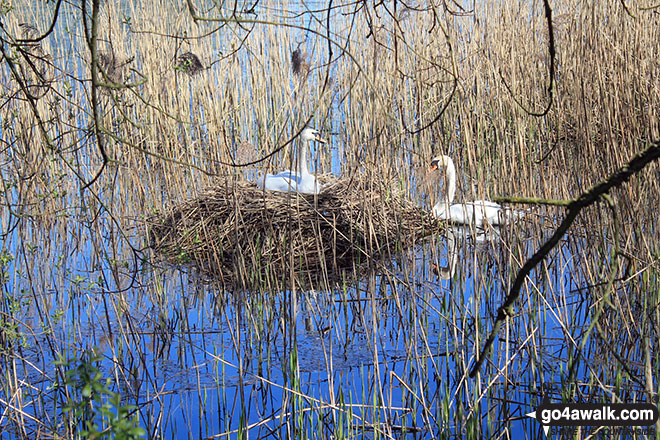 Walk ch161 Great Budworth from Arley Hall - Swans nesting on Pick Mere