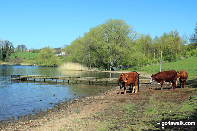 Cows on the shore of Pick Mere 