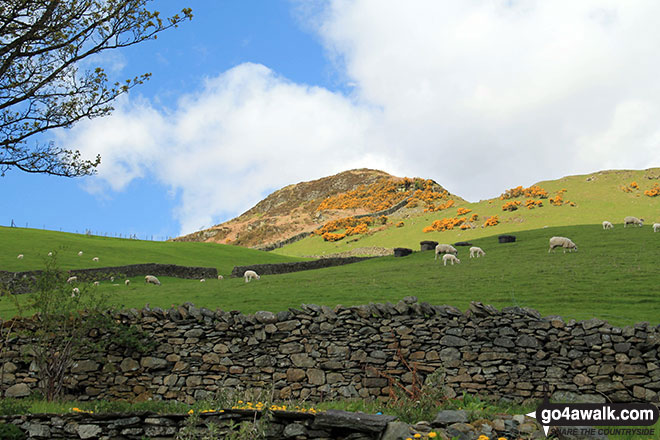 Walk c461 Great Sca Fell and Knott from Over Water - Reston Scar from Staveley