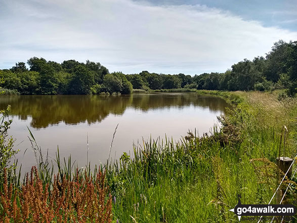 Walk ch123 Knolls Green and Lindow Moss from Lindow Common, Wilmslow - Black Lake on Lindow Common