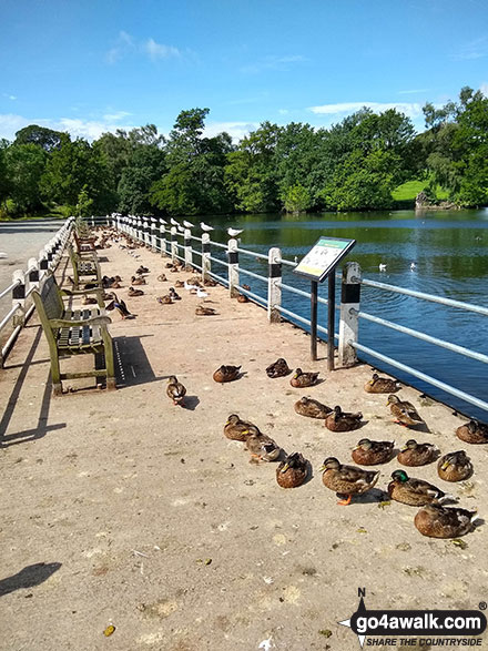 Ducks sunning themselves on the shore of Redes Mere 