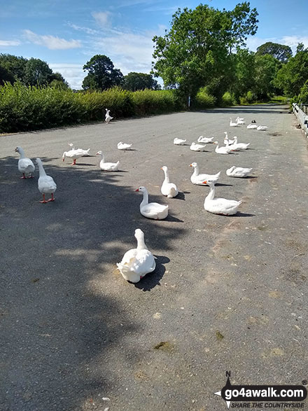 Walk ch141 Siddington Heath from Redes Mere - Geese hogging the car park on the south shore of Redes Mere