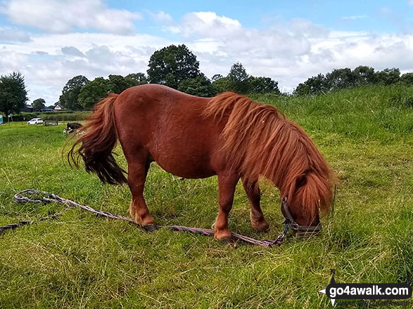 Walk ch141 Siddington Heath from Redes Mere - A rather small horse near Sandbank Farm