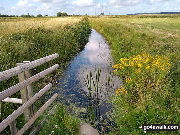 Walk nf108 Lower Thurlton from Haddiscoe - Thorpe and Haddiscoe Fleet, Thorpe Marshes