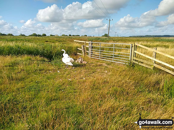 Walk nf108 Lower Thurlton from Haddiscoe - A family of swans blocking the path on Thorpe Marshes