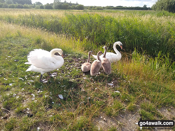 Walk nf108 Lower Thurlton from Haddiscoe - A family of swans blocking the path on Thorpe Marshes