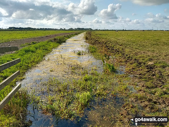 Walk nf108 Lower Thurlton from Haddiscoe - Thorpe and Haddiscoe Fleet, Haddiscoe Marshes