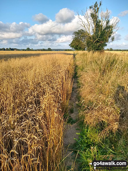 Walk nf108 Lower Thurlton from Haddiscoe - The field path between Lower Thurlton and Haddiscoe