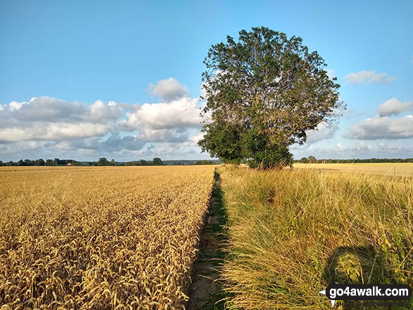 Walk nf108 Lower Thurlton from Haddiscoe - The field path between Lower Thurlton and Haddiscoe