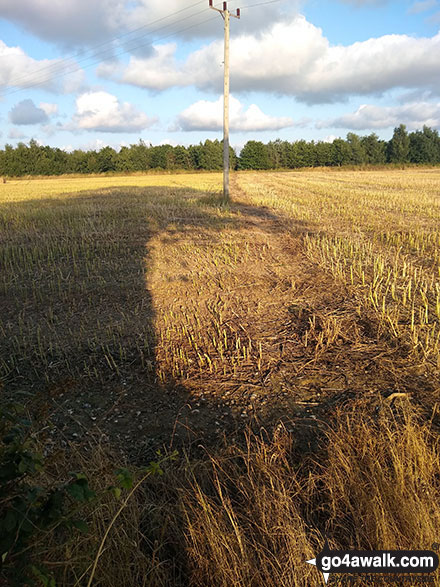 Walk nf108 Lower Thurlton from Haddiscoe - The field path between Lower Thurlton and Haddiscoe