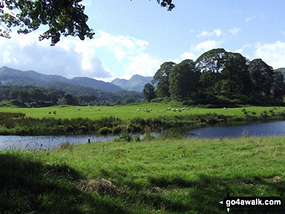 Walk c165 Little Langdale from Elterwater - On The Cumbria Way near Elterwater with The Langdale Pikes in the distance