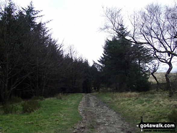 Walk ch226 Shutlingsloe from Wildboarclough - In Macclesfield Forest