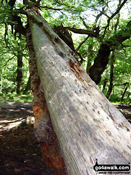 Walk d101 Padley Gorge, Burbage Rocks and Longshaw Country Park from Grindleford Station - Money Tree! - Burbage Woods, Longshaw Country Park