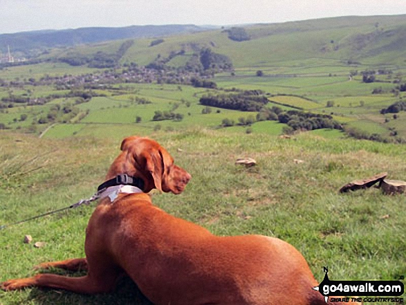 Walk c238 Lingmoor Fell and Great Langdale from Elterwater - Its a dogs-life in Langdale