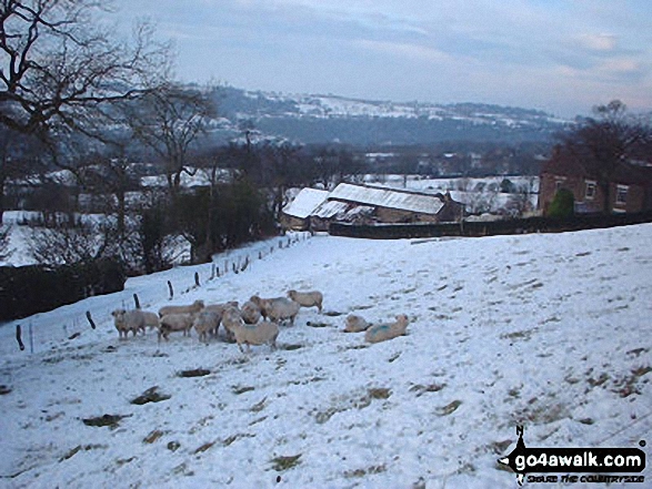 Sheep above Strines in snow 