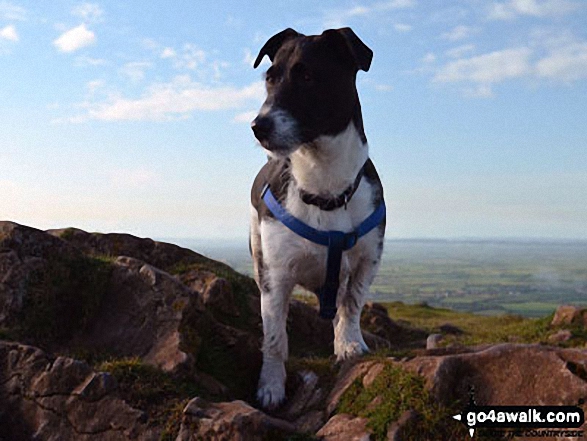 Walk so110 Beacon Batch from Cheddar Gorge - My dog Duke on Beacon Batch