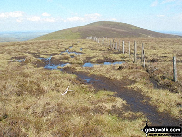 Hedgehope Hill from the boggy summit of Comb Fell 