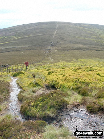 Walk n132 The Cheviot, Comb Fell and Hedgehope Hill from Harthope Burn Valley - Comb Fell from Hedgehope Hill