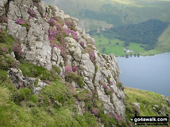 Walk c101 Pillar and Little Scoat Fell from Wasdale Head, Wast Water - Blooming Heather on Yewbarrow with Wast Water below