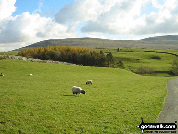 Walk ny101 The Yorkshire Three Peaks from Horton in Ribblesdale - Simon Fell from nr Broadrake Farm