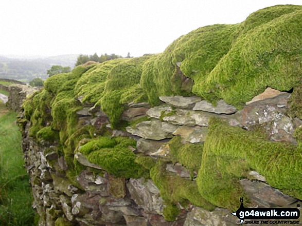 Walk c349 Sour Howes and Sallows from Troutbeck - Moss covered wall in Robin Lane nr Troutbeck