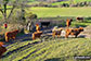 Cattle near South Eggardon Farm