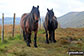 Wild ponies on Hollow Moor (North East Top)