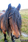 Wild pony on Hollow Moor (North East Top)