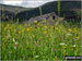 Field of wild flowers after Kinder Scout, towards Edale