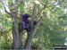 Bear in a tree near Wattisham