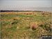 Bridge-end Pasture