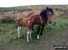 Wild Ponies near Halsway Post