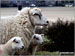 Sheep on Pitstone Hill