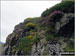 Wild flowers on the scramble up Seat How (Birker Fell)