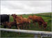 Cows blocking the way on St. John's Hill / Caermote Hill