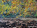 Autumn on the Rochdale Canal