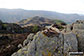 Tiny cairn on Grange Fell (Brund Fell)