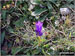 A Chiltern Gentian (I believe) on Coombe Hill