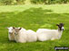 Sheep on Stanton Moor