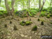 Stone Circle on Stanton Moor