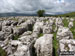 Limestone Pavement on way to Whernside