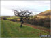 Lone Tree near Knock