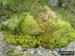 Moss Detail on Esk Pike