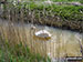 Swan in a drainage dyke near Horsey Corner