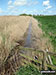 Drainage dyke near Horsey