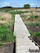 Duckboards near Horsey Drainage Mill