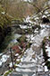 The walkway in the Birks of Aberfeldy