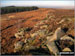 Harland Edge on Beeley Moor