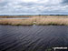 Swan's nest in the reeds of the River Bure